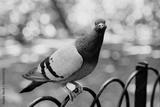 preview bw