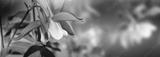 preview bw