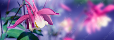 image to crop