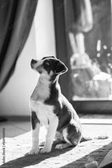 preview bw