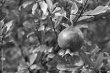 preview bw