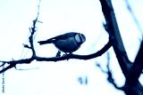 preview cold
