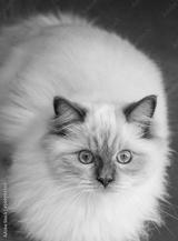 preview bw