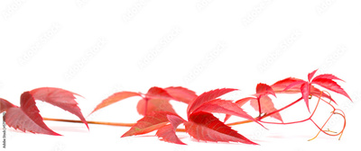 image to crop