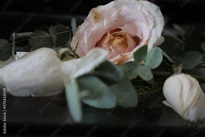 image to crop