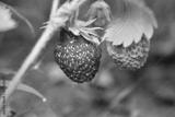 preview bw