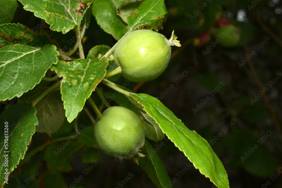 image to crop