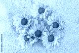 preview cold