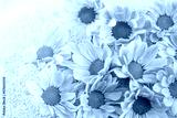 preview cold
