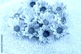 preview cold