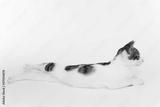preview bw