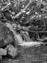 preview bw