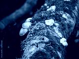 preview cold