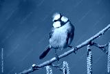 preview cold