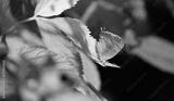 preview bw