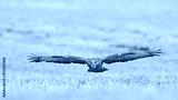 preview cold
