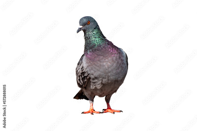 image to crop