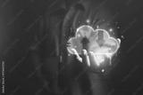 preview bw