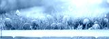 preview cold