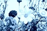 preview cold