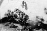 preview bw