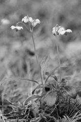 preview bw