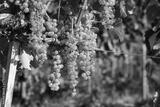 preview bw