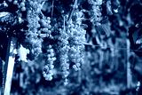 preview cold