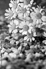 preview bw