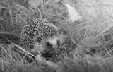 preview bw