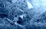 preview cold