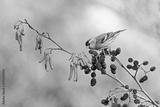preview bw
