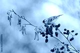 preview cold