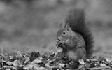 preview bw