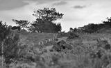preview bw