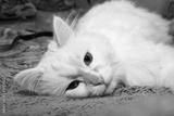 preview bw