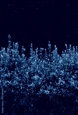 preview cold