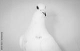preview bw