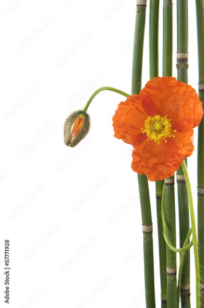 image to crop
