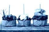 preview cold