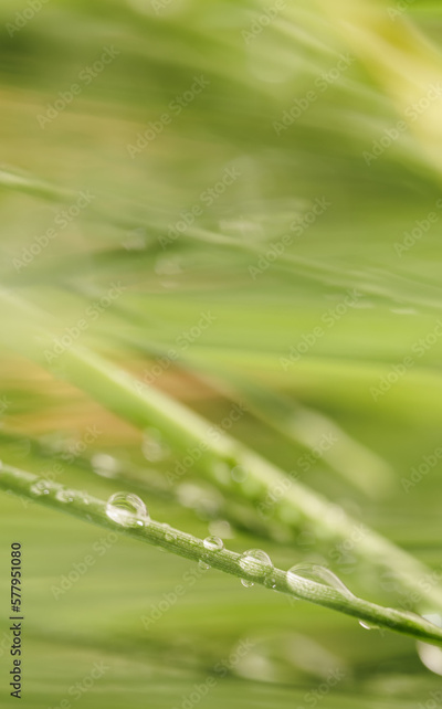 image to crop