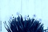 preview cold