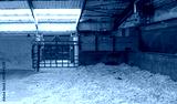 preview cold