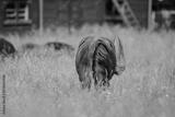 preview bw