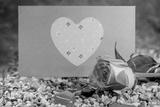 preview bw