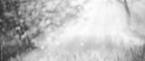 preview bw