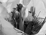 preview bw