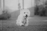 preview bw