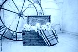 preview cold