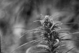 preview bw